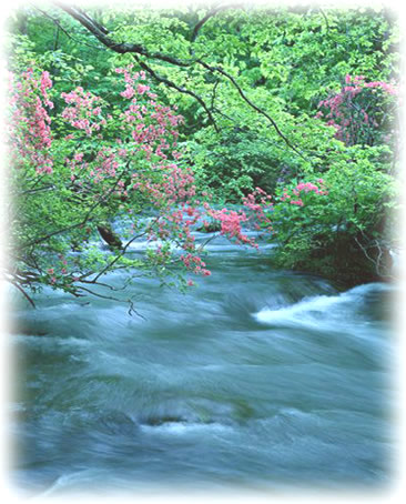 渓流に咲く花